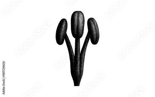 Detailed black and white engraving of stamen with three anthers