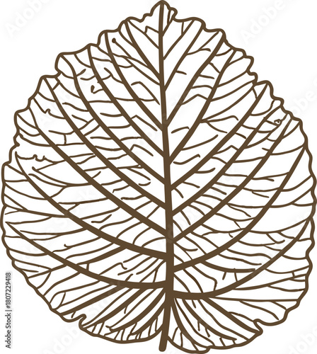 Detailed linden leaf illustration hand drawn botanical vein structure, natural line art foliage, plant nature element