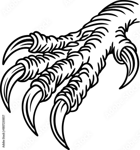 Eagle talon illustration detailed bird claw, sharp curved nails, predator foot, wildlife anatomy, black and white line art