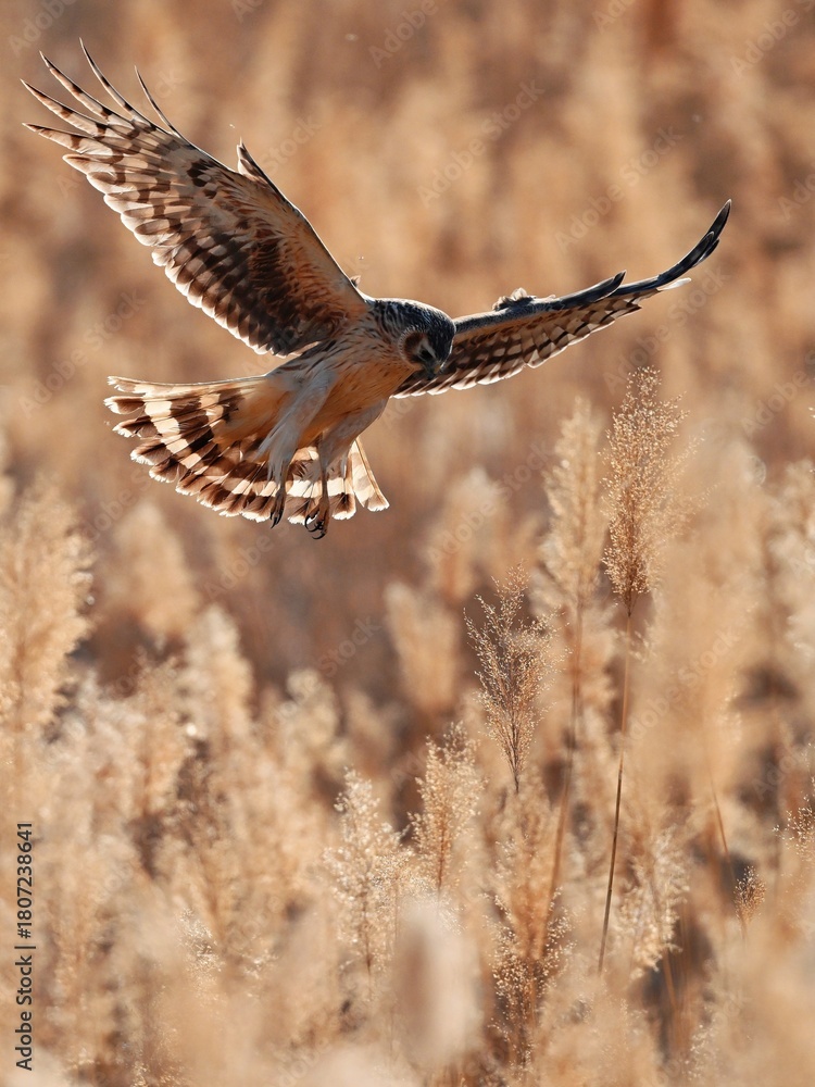 Obraz premium common buzzard in flight