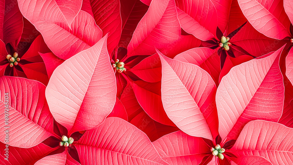 Obraz premium Vibrant Red Poinsettia flower Fill the Frame, Showcasing the Beauty of a Festive Plant in a Lush Display