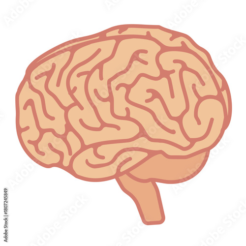 脳みそのイラスト