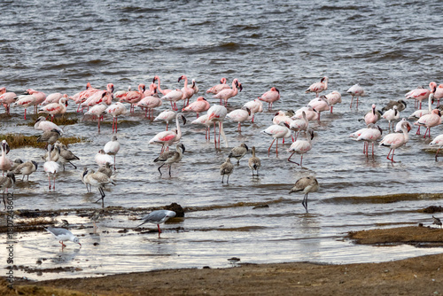 Lesser flamingos and wading birds congregate in the shallow waters of Lake Nakuru National Park Kenya