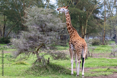 Rothschild's Giraffe standing by an acacia tree in the savannah of Lake Nakuru National Park Kenya