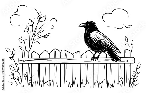 Crow perched on wooden fence – intelligent black bird watching garden scene line sketch