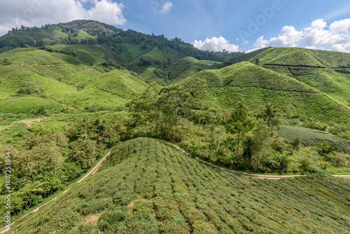 The Cameron Highlands, mountains and tea plantations, view over the rolling terrain with lush green foliage. 