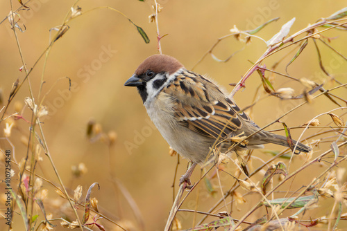 草むらに集まるスズメ