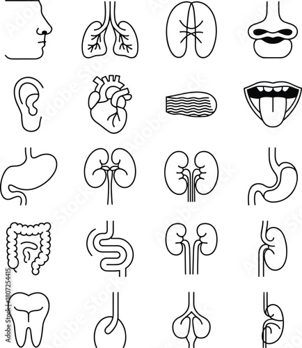 Detailed human body organ line icons collection illustrating anatomical systems, medical structure symbols, healthcare education elements and physiology vector design set