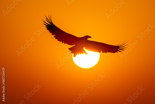 eagle flying in the sunset