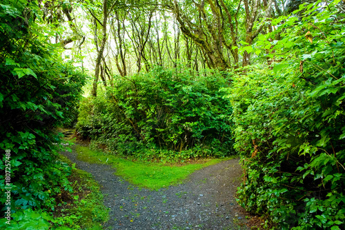 A path through a forest, dividing in two directions.