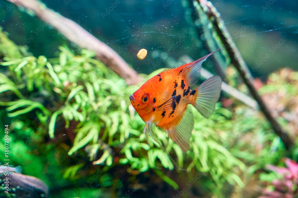 Naklejka premium Orange fish in fish tank in business office for relax conner of workers.