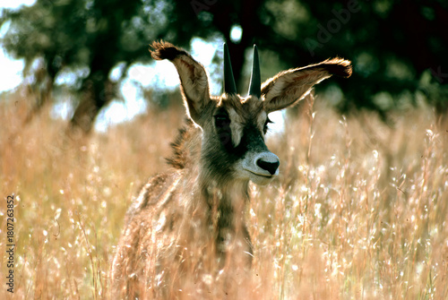 young roan antelope