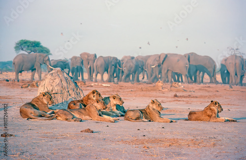 Photography Lions and elephants