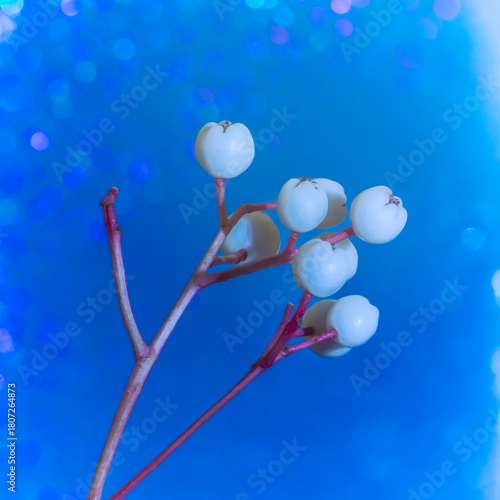 Macro White Berry on Tree Stem – Natural Fruit in Woodland