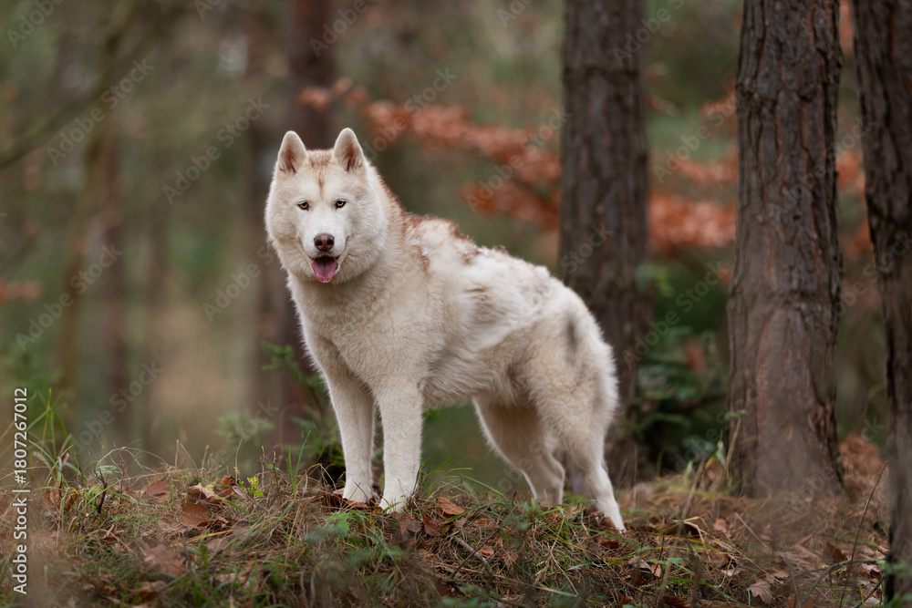 Obraz premium Portrait of a Siberian Husky dog ​​breed
