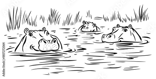 Hippopotamuses half-submerged in river – hippos peeking above water reeds safari illustration