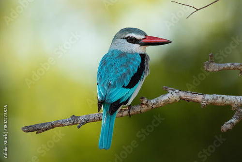 Woodland kingfisher, Halcyon senegalensis, sitting on a branch, close-up.