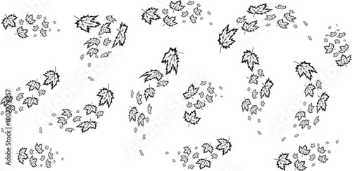 Vector art of maple leaves in a scattered pattern isolated on