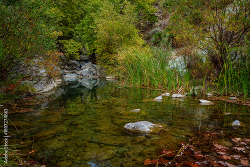 Clear forest pool with rocks and reeds