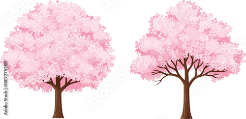 Two blooming pink cherry blossom sakura trees vector illustration isolated on white background for spring