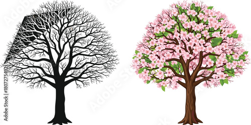 Vector illustration showing dead winter tree silhouette versus alive blooming spring sakura tree with leaves