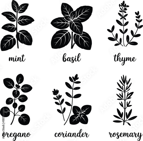 Six Herb Silhouettes Mint Basil Thyme Oregano Coriander Rosemary
