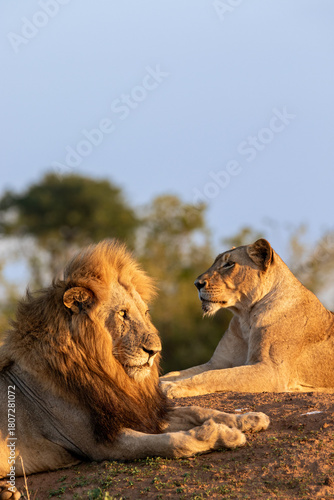 A Lion and lioness, Panthera leo, lying down together, golden light.