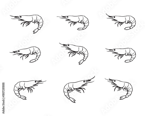 Seafood Shrimp Illustration Vector