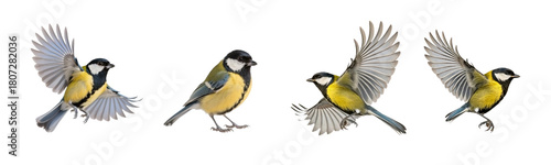 Great tit in various poses, including flying and perching, natural, wild animals, transparent background