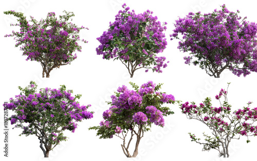 Nine vibrant purple flowering shrubs