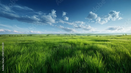 Fototapeta Naklejka Na Ścianę i Meble -  Vast green meadow under blue sky with fluffy clouds in summer