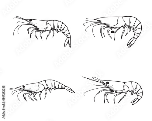 Fresh Shrimp Icon Artwork