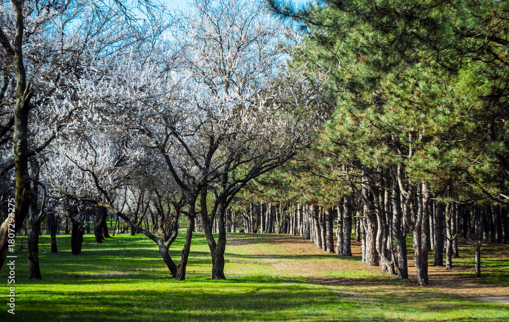 Obraz premium Spring forest