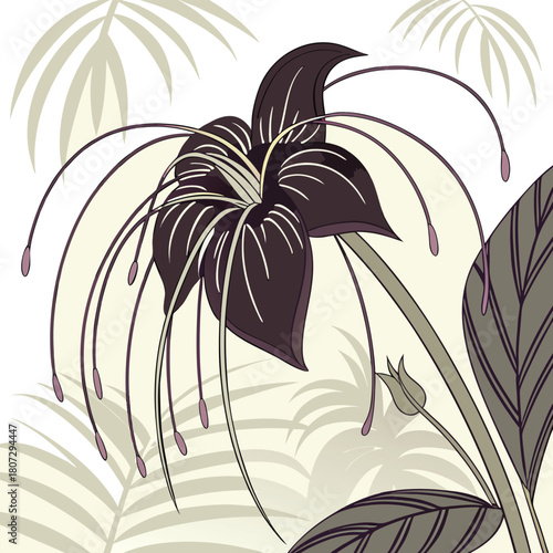 Exotic black bat flower with delicate dangling stamens