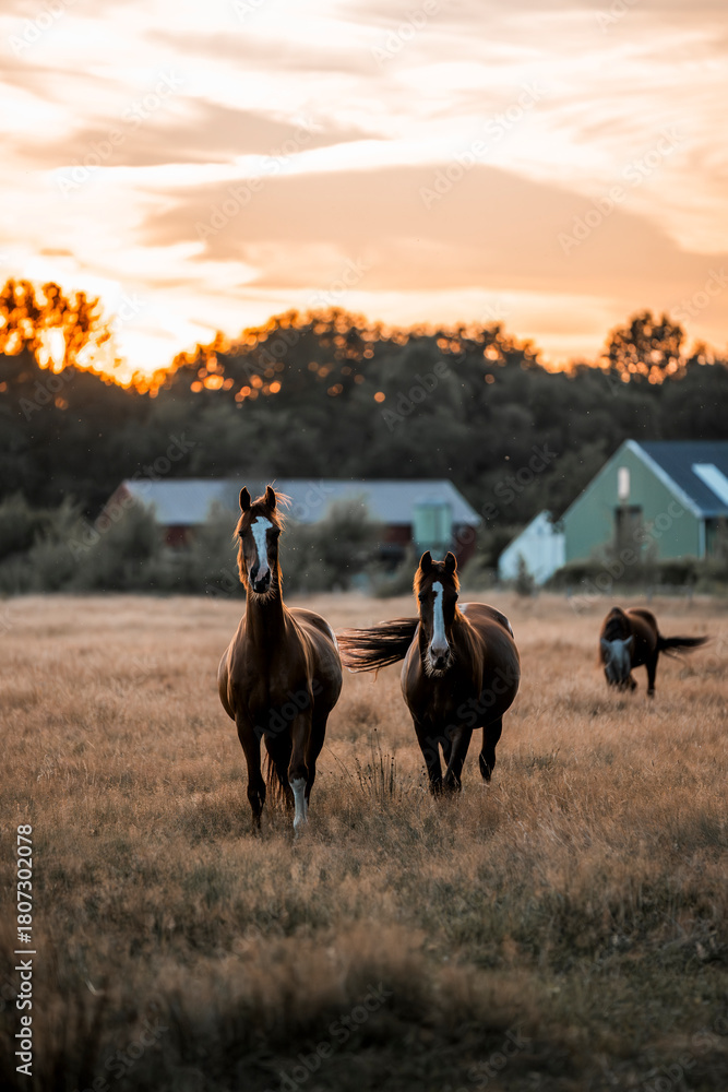 Fototapeta premium horses in the field in a beautiful herd pony 
