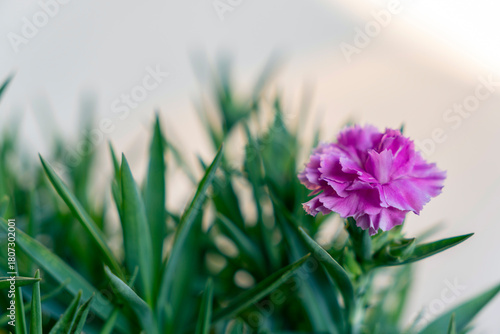 Fototapeta Naklejka Na Ścianę i Meble -  Pink carnation flower blooming among green leaves in a sunny garden setting