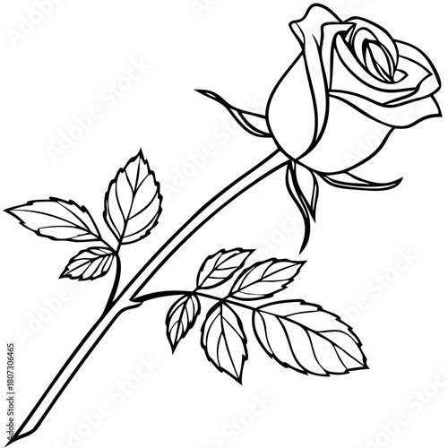 Elegant flower art, Design illustration for decoration Rose, Elegant Floral Vector on Transparent Background, decorative rose with leaves, Flower silhoutte, Vector illustration, Floral vector