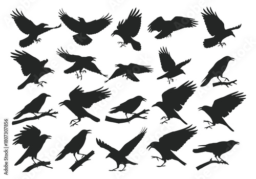 A collection of black silhouettes depicting crows in various flight poses