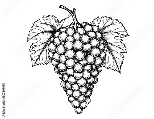 illustration vector hand drawn grape black and white 