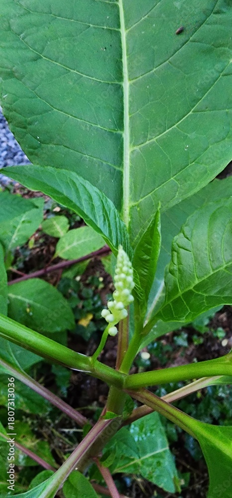 Fototapeta premium Ladybug on a Leaf