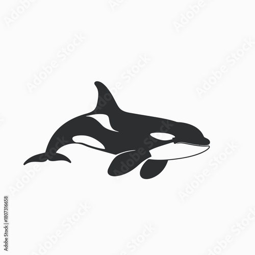 Detailed black and white illustration of an orca or killer whale. Stylized marine mammal graphic for ocean and wildlife themes.