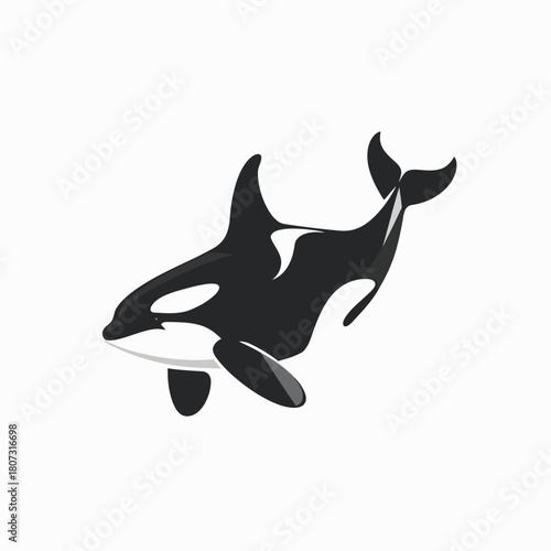 Dynamic black and white killer whale (orca) illustration, swimming marine mammal vector art, ocean wildlife design element