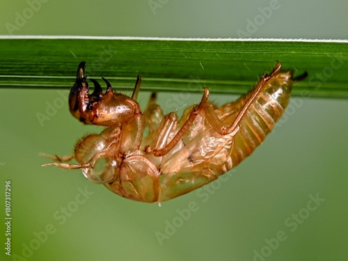 Macro image of a cicada shell exoskeleton is molting, captured in sharp macro detail on a leaf. The translucent golden yellow highlights the insect's texture and life in nature.
