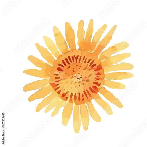 watercolor summer isolated on white background