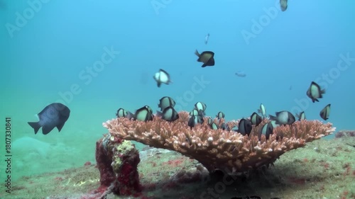 Many small, damselfish gather around a large, table coral formation during daylight hours. Bigger fish come by to check out the coral, then leave.