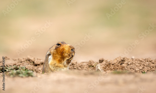  Big-headed African Mole-rat at its burrow