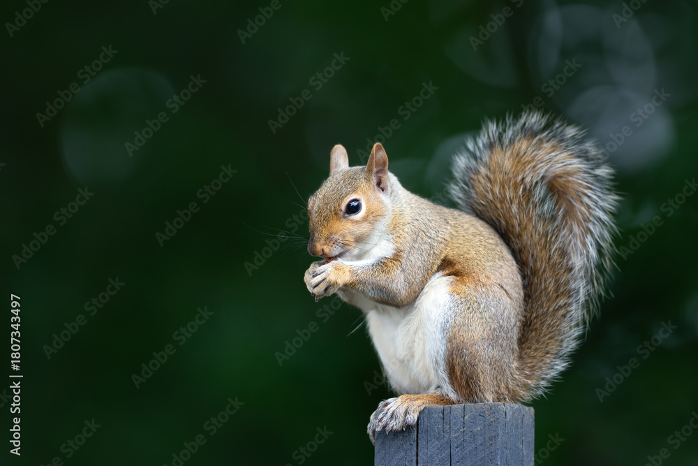 Obraz premium Eastern gray squirrel eating nut on a wooden garden fence post
