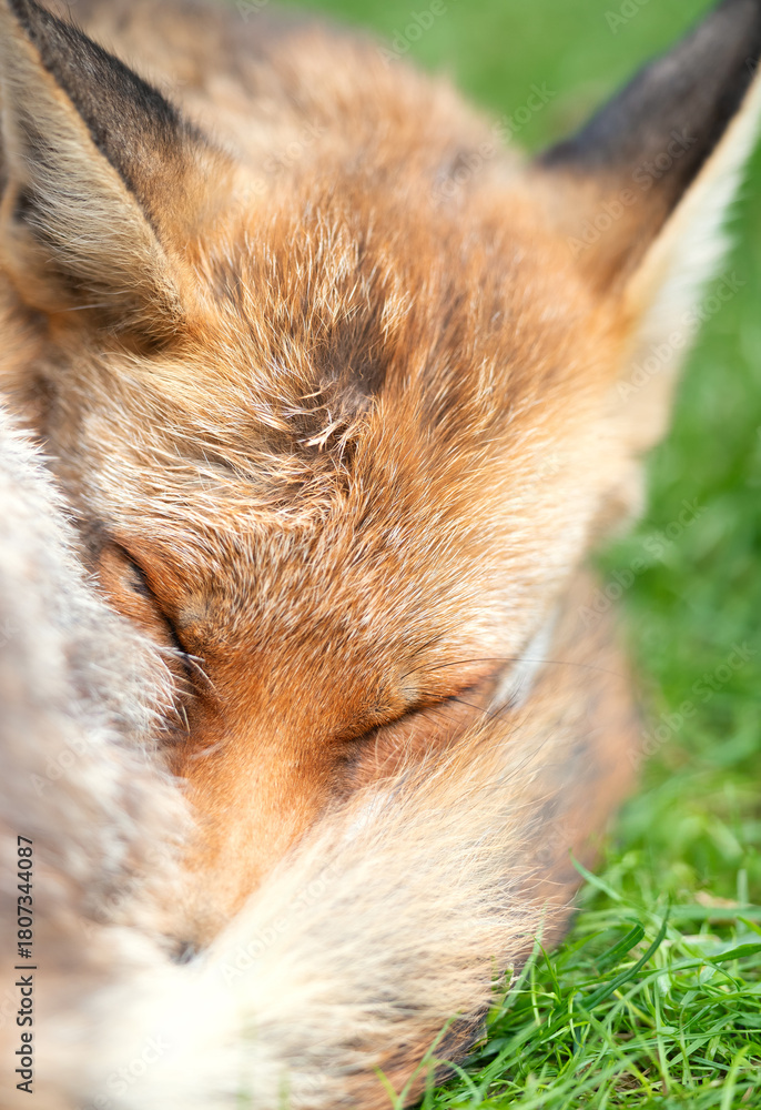 Obraz premium Red fox sleeping curled up, eyes closed and tail wrapped around its face