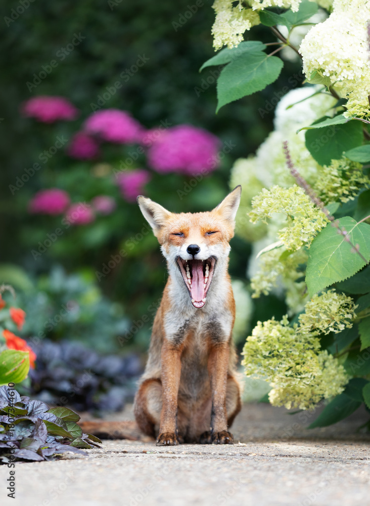 Obraz premium Urban Red fox yawning wide in summer garden