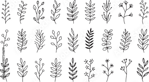 Hand drawn twigs, stems, and leaves spread across a white background showcase botanical simplicity